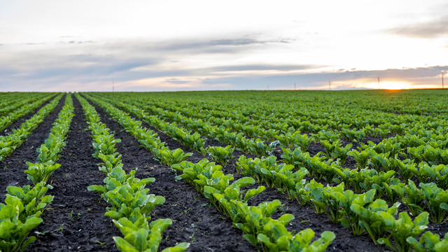 Erkoyuncu, Konya Ovası'nın aldığı yağışı değerlendirdi
