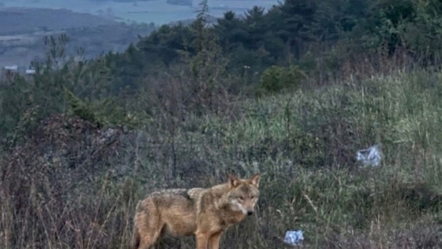 Bilecik'te insanlardan kaçmayan kurt