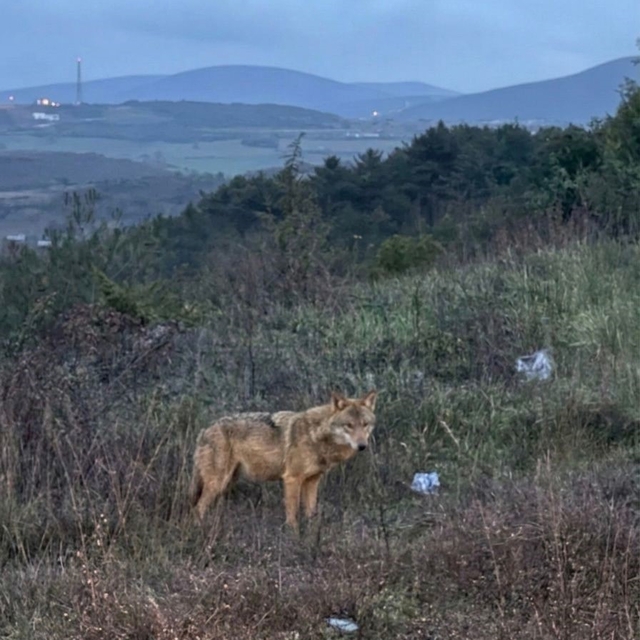 Bilecik'te insanlardan kaçmayan kurt