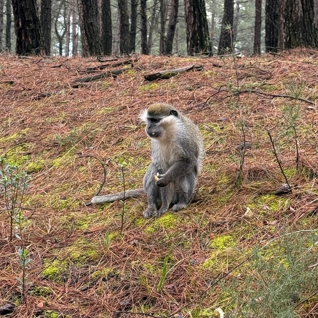 Mantar aramak için çıktığı doğada maymun buldu
DKMP ekipleri gelene kadar m...
