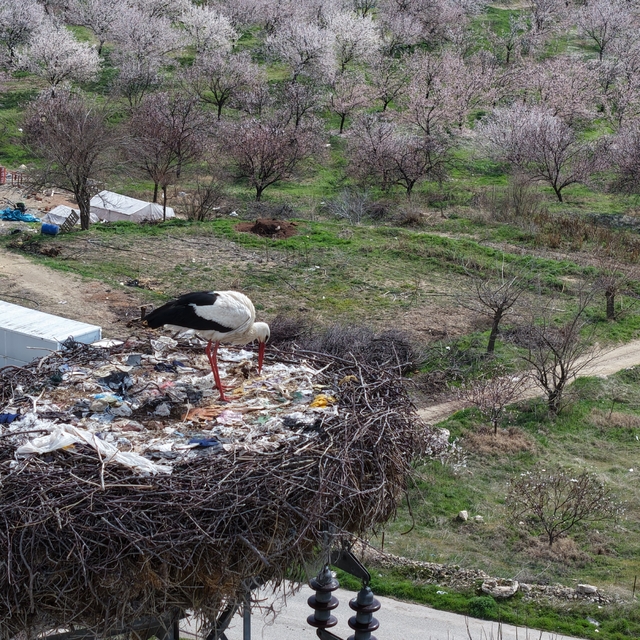 Sadık misafir leylek 10 yıldır yolunu şaşırmıyor