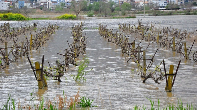 İkinci kez sular altında kalan Gediz Ovası'ndaki bağlarda kök çürümesi tehlikesi
