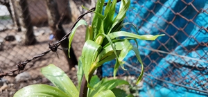 Sadece 20 günlük ömrü var: Bu çiçeği koparmanın cezası 700 bin lira