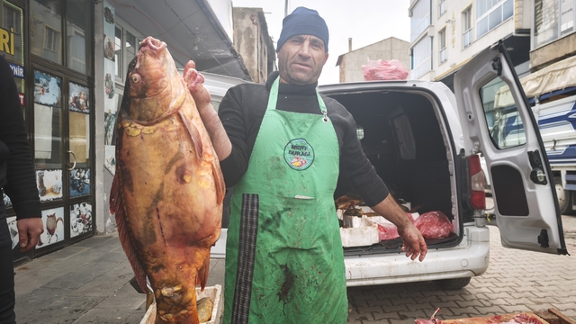Ahlat'ta dev sazan balıklarına yoğun ilgi