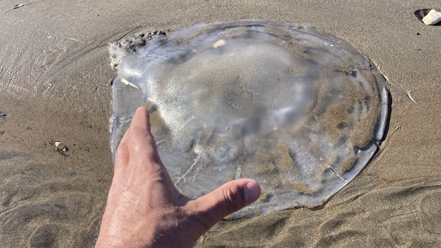 Akdeniz'deki zehirli denizanaları Mersin sahillerine vurdu
Plajları kaplayan denizanalarının son günlerde yaşanan fırtına ile geldiğinin değerlendirildiği öğrenildi