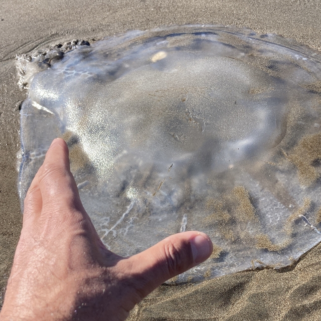 Akdeniz'deki zehirli denizanaları Mersin sahillerine vurdu
Plajları kaplaya...