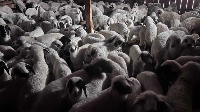 Bayburt'ta buzağı, malak, kuzu ve oğlak desteği ikinci dönem başvuruları yarın başlıyor