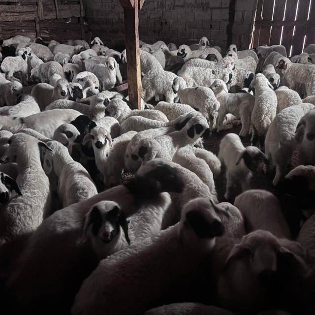 Bayburt'ta buzağı, malak, kuzu ve oğlak desteği ikinci dönem başvuruları ya...
