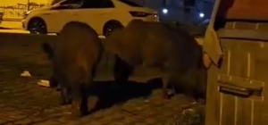 Karabük'te yerleşim yerlerine inen yaban hayvanları kamerada