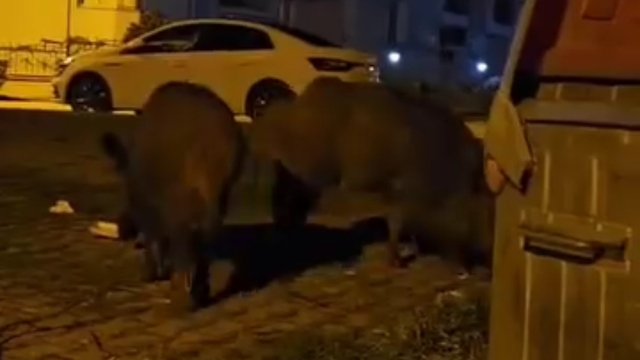 Karabük'te yerleşim yerlerine inen yaban hayvanları kamerada