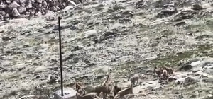 Elazığ'da dağ keçileri sürü halinde görüldü