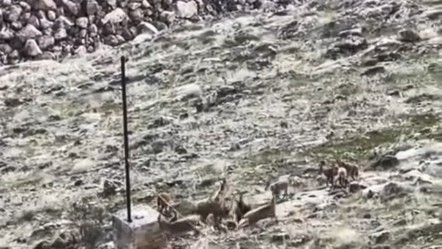 Elazığ'da dağ keçileri sürü halinde görüldü