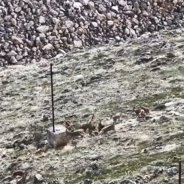 Elazığ'da dağ keçileri sürü halinde görüldü