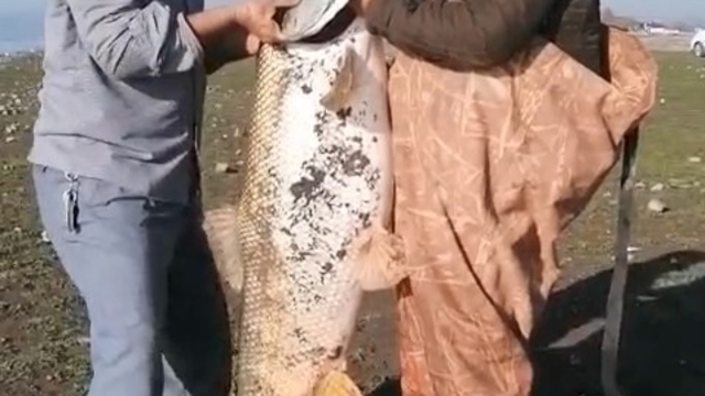 Elazığ'da amatör balıkçılar 65 kilo ağırlığında turna balığı yakaladı