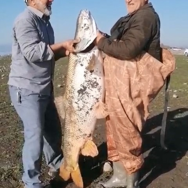 Elazığ'da amatör balıkçılar 65 kilo ağırlığında turna balığı yakaladı