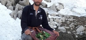 Kayalıklarda yetişiyor, sofralara lezzet katıyor: Çiriş otu