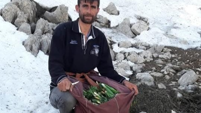 Kayalıklarda yetişiyor, sofralara lezzet katıyor: Çiriş otu