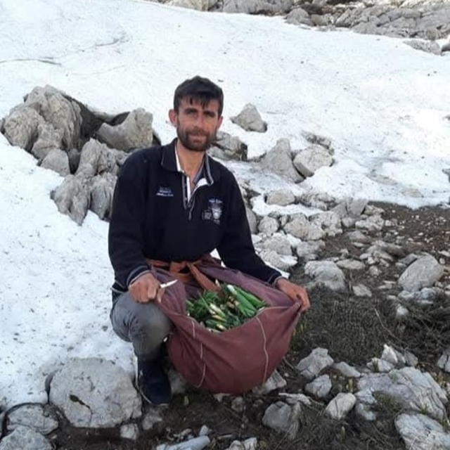 Kayalıklarda yetişiyor, sofralara lezzet katıyor: Çiriş otu