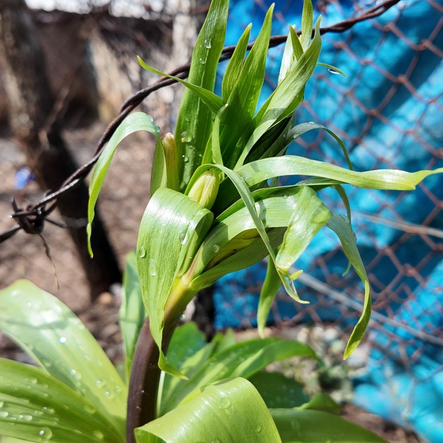 Sadece 20 günlük ömrü var: Bu çiçeği koparmanın cezası 700 bin lira
