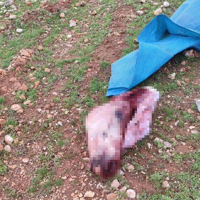 Şanlıurfa'da mide bulandıran görüntüler: Kesilmiş at kafası ve parçaları bu...