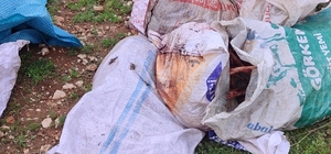 Şanlıurfa´da çuvallarda kesilmiş at başı bulundu