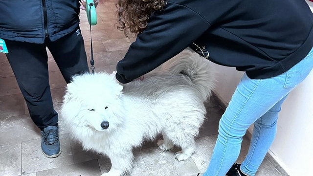 Didim'de evcil hayvanlar aşılanıyor