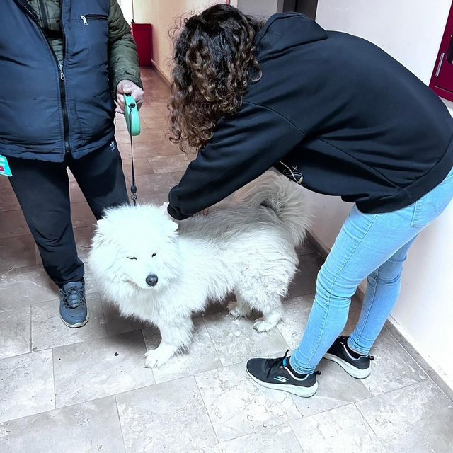 Didim'de evcil hayvanlar aşılanıyor