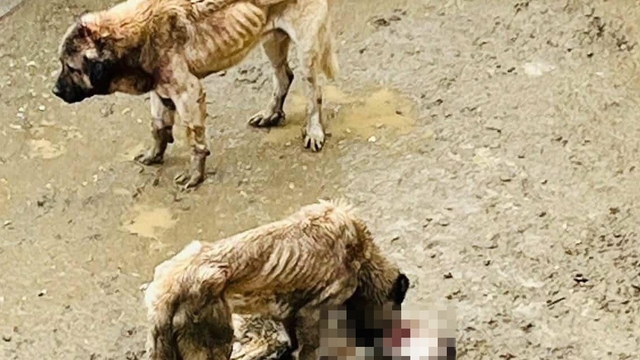 Bozüyük Belediyesi'ne ait barınakta aç kalan köpekler birbirini yedi
Görüntülerin yayınlanması üzerine gece geç saatlerde Eskişehir, Bursa ve Sakarya gibi çevre illerden hayvan dernekleri üyeleri Doğal Yaşam Alanı'na akın etti
Yaşananları görüntüleyen Cennet Bahçesi Yaşam Derneği Başkanı Mert Tuncel:
"Belediye personeli üstüme yürüdü, tehdit etti, elimdeki görüntülere rağmen beni yalanladılar"
Valilik "Konuya ilişkin olarak ilgili kurumlar tarafından inceleme başlatılmıştır" açıklaması yaptı