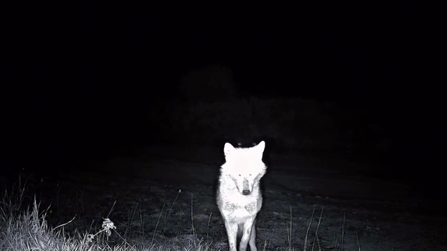 Kurt, çakal, karaca ne ararsan var, yaban kedisi bile var
Ganos Dağları'nda yaban hayatı fotokapanlara yansıdı