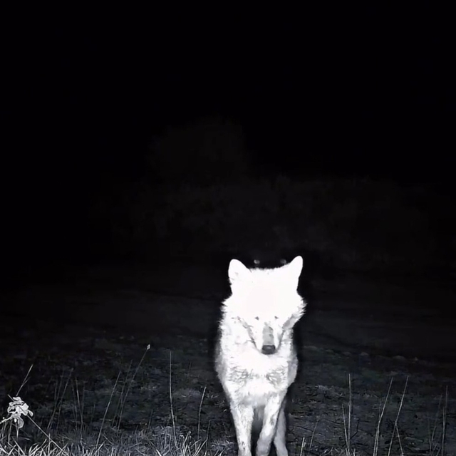Kurt, çakal, karaca ne ararsan var, yaban kedisi bile var
Ganos Dağları'nda...
