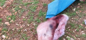 Şanlıurfa'da mide bulandıran görüntüler: Kesilmiş at kafası ve parçaları bu...