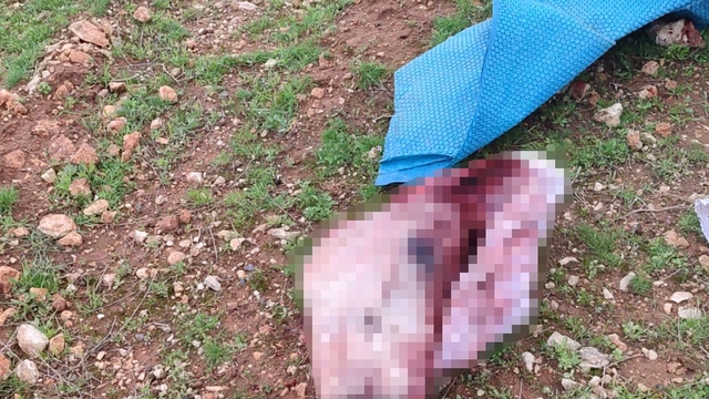 Şanlıurfa'da mide bulandıran görüntüler: Kesilmiş at kafası ve parçaları bulundu
