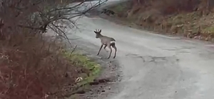 Yolunu şaşıran karaca yerleşim yerinde görüntülendi