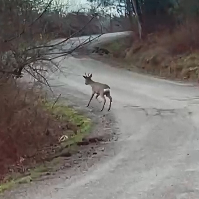 Yolunu şaşıran karaca yerleşim yerinde görüntülendi