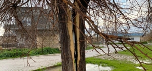 Mardin'de yıldırımın isabet ettiği ağaç ikiye bölündü