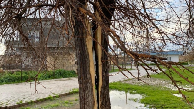 Mardin'de yıldırımın isabet ettiği ağaç ikiye bölündü