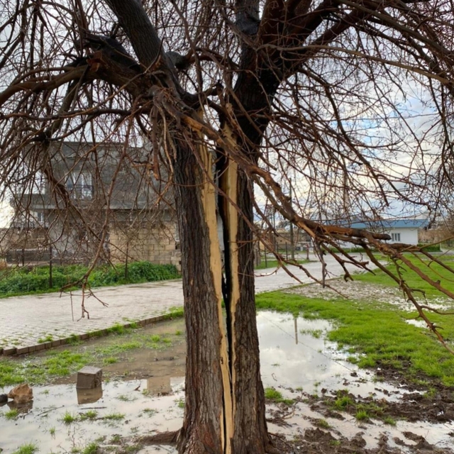 Mardin'de yıldırımın isabet ettiği ağaç ikiye bölündü