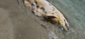 Tekirdağ'da yunus ölüsü bulundu