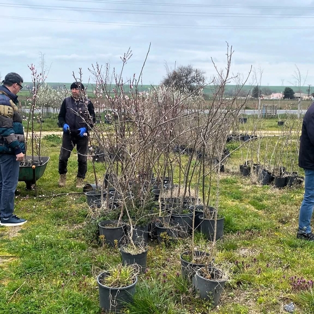 Lüleburgaz'da fidan satış noktalarına denetim