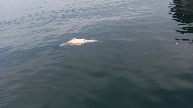 Kocaeli'de kıyıya sürüklenen ölü yunus görüntülendi