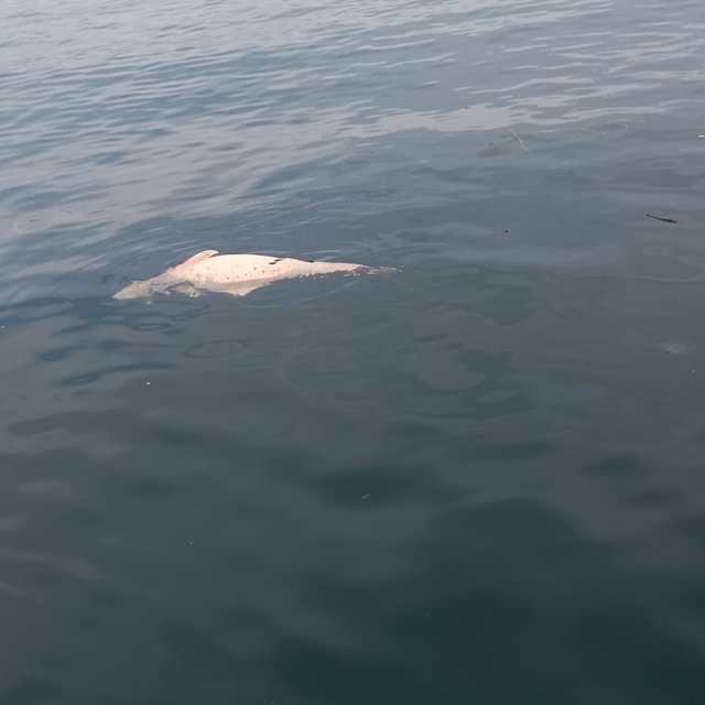 Kocaeli'de kıyıya sürüklenen ölü yunus görüntülendi