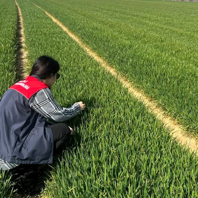Lüleburgaz ve Pehlivanköy'de hububat tarlaları mercek altında