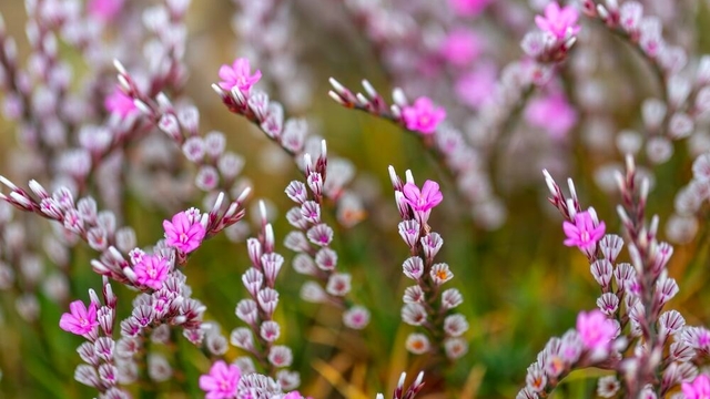 "Türkiye'nin çiçekleri" fotoğraf yarışması sonuçlandı