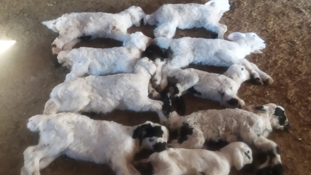 "Kuzu Septisemisi" yeni doğan kuzuları telef ediyor
Erzincan'da kuzu ölümlerinin nedeni belirlendi: Kuzu Septisemisi hastalığı