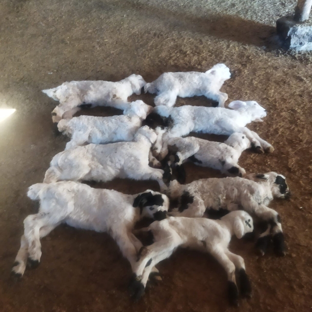 "Kuzu Septisemisi" yeni doğan kuzuları telef ediyor
Erzincan'da kuzu ölümle...