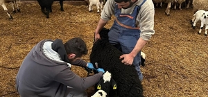 Refahiye’de hayvan sağlığı için sahadalar
