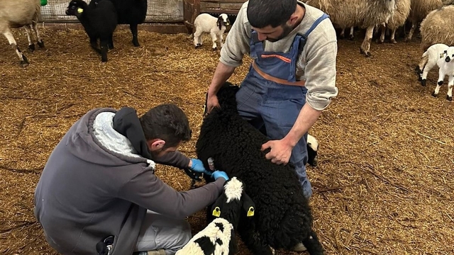 Refahiye'de hayvan sağlığı için sahadalar