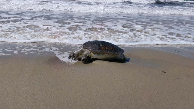 Kuşadası'nda bir ölü deniz kaplumbağası daha sahile vurdu; sayı 8'e çıktı