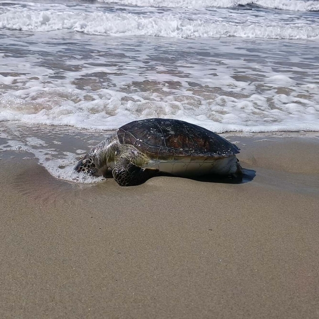Kuşadası'nda bir ölü deniz kaplumbağası daha sahile vurdu; sayı 8'e çıktı