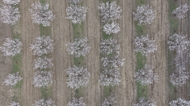Iğdır'da kayısı ağaçları çiçek açtı, ova beyaza büründü
